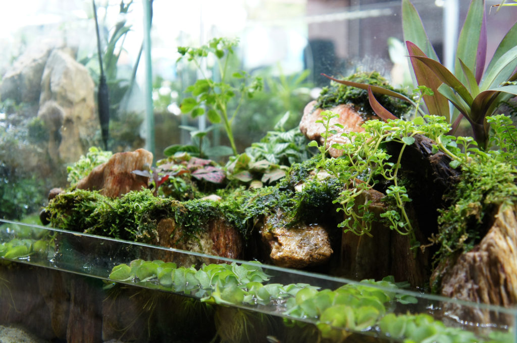Fish Tank Terrarium How To Turn Your Fish Tank Into An Amazing