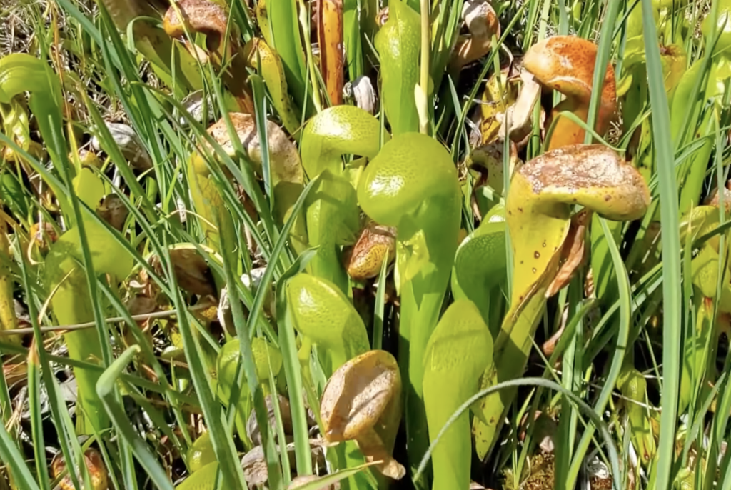 california pitcher plant