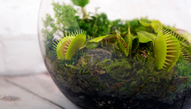 carnivorous plant terrarium