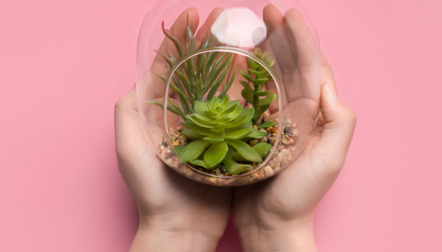 Miniature Terrarium Plants
