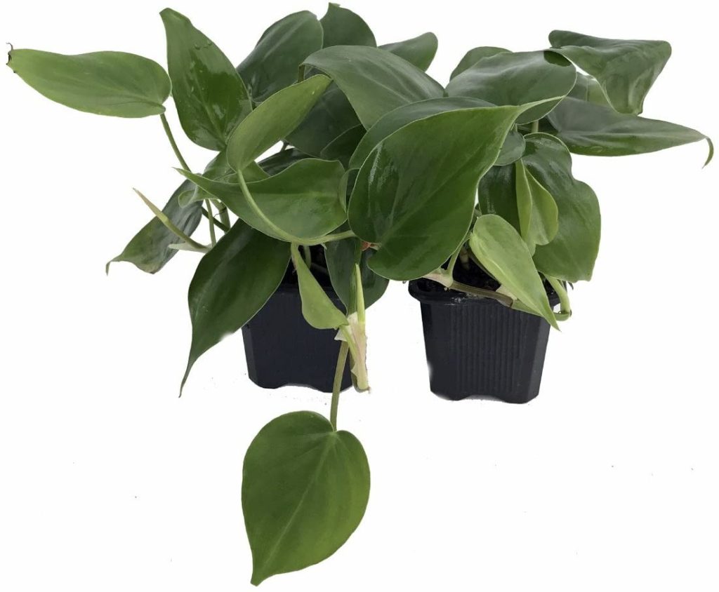 Philodendron species